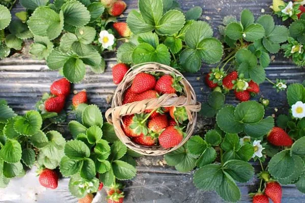 strawberry-field-from-above-fresh-picked-berries-in-wicker-basket